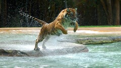 tiger Animals Mammals water big cats
