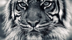 tiger Animals monochrome Mammals animal eyes