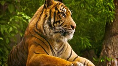 tiger Animals nature big cats Mammals