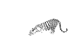 Tiger doink This Animals
