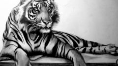 Tiger drawing by need