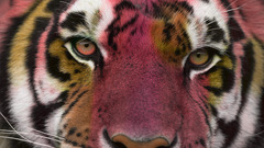 tiger eyes cats Photo manipulation colorful big cats Animals red