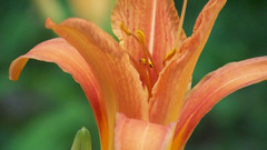 Tiger lilly macro Flowers