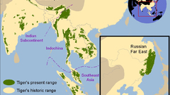 Tiger Map high Animals