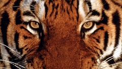 Tiger portrait Animals