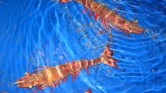 Tiger shrimp Aquarium and