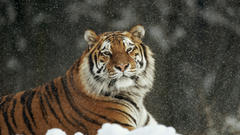 Tiger Tigers Siberian