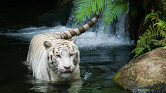 Tiger white small beautiful wide file dumping