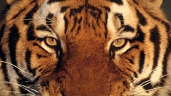 Tigers