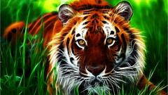 Tigers