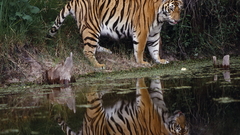 Tigers