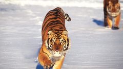 Tigers