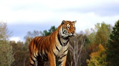 Tigers