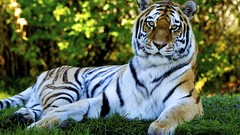 Tigers