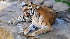 Tigers