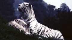 Tigers