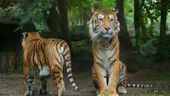 Tigers