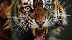 Tigers angry