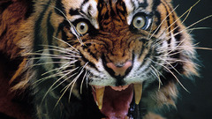 Tigers angry Animals