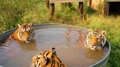 Tigers bathing