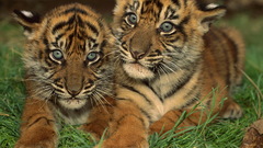 Tigers cubs