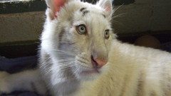 Tigers cubs white strange