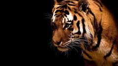 Tigers feline Animals