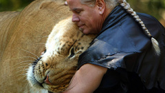 Tigers feline liger Lions