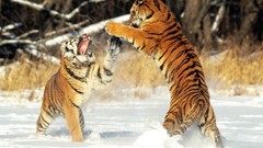 Tigers fight Animals