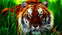 Tigers Fractalius