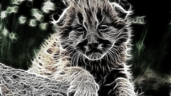 Tigers Fractalius cubs Animals