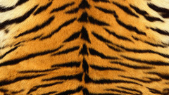 Tigers fur