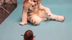 Tigers furry fursuit fur rug