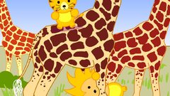 Tigers Lions Kenya Giraffes