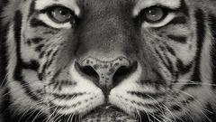 Tigers monochrome