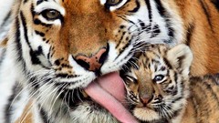 Tigers mother