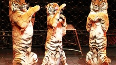 Tigers national geographic