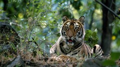 Tigers national geographic