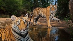 Tigers national geographic