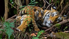 Tigers national geographic