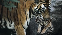 Tigers national geographic