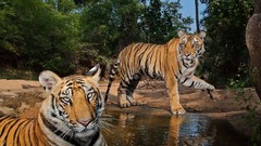 Tigers national geographic