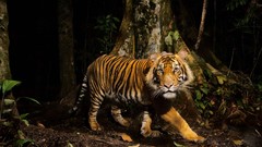 Tigers national geographic