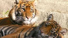 Tigers rocks outdoors