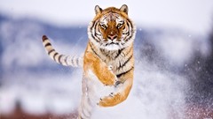 Tigers running snow Animals