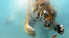 Tigers underwater