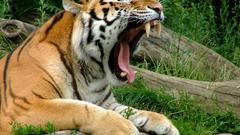 Tigers vore Animals