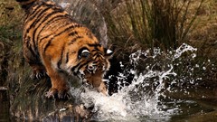 Tigers water splash