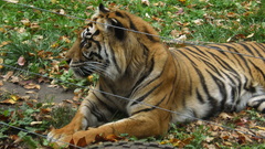 Tigers Wild Animals amazing
