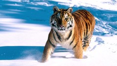 Tigers wildlife Animals snow
